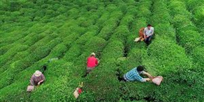 2025 Yılı Yaş Çay Fiyatı Açıklandı: ÇAYKUR Üreticilere Destek Vermeye Devam Ediyor