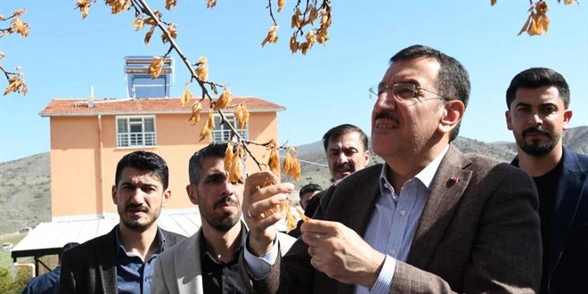 Zirai Don Destek Ödemelerinde Detaylar Açıklandı