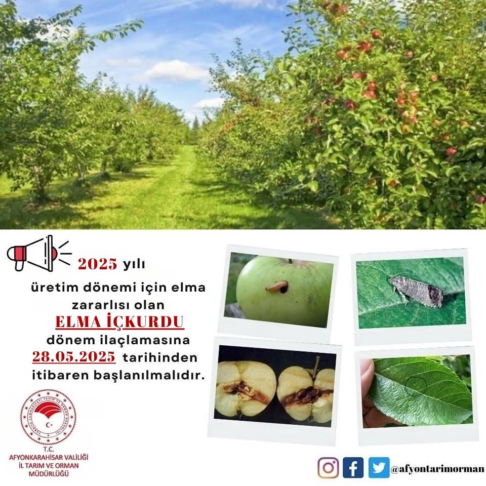 Afyonkarahisar'da Elma İçkurdu İlaçlamasına 28 Mayıs'ta Başlanacak