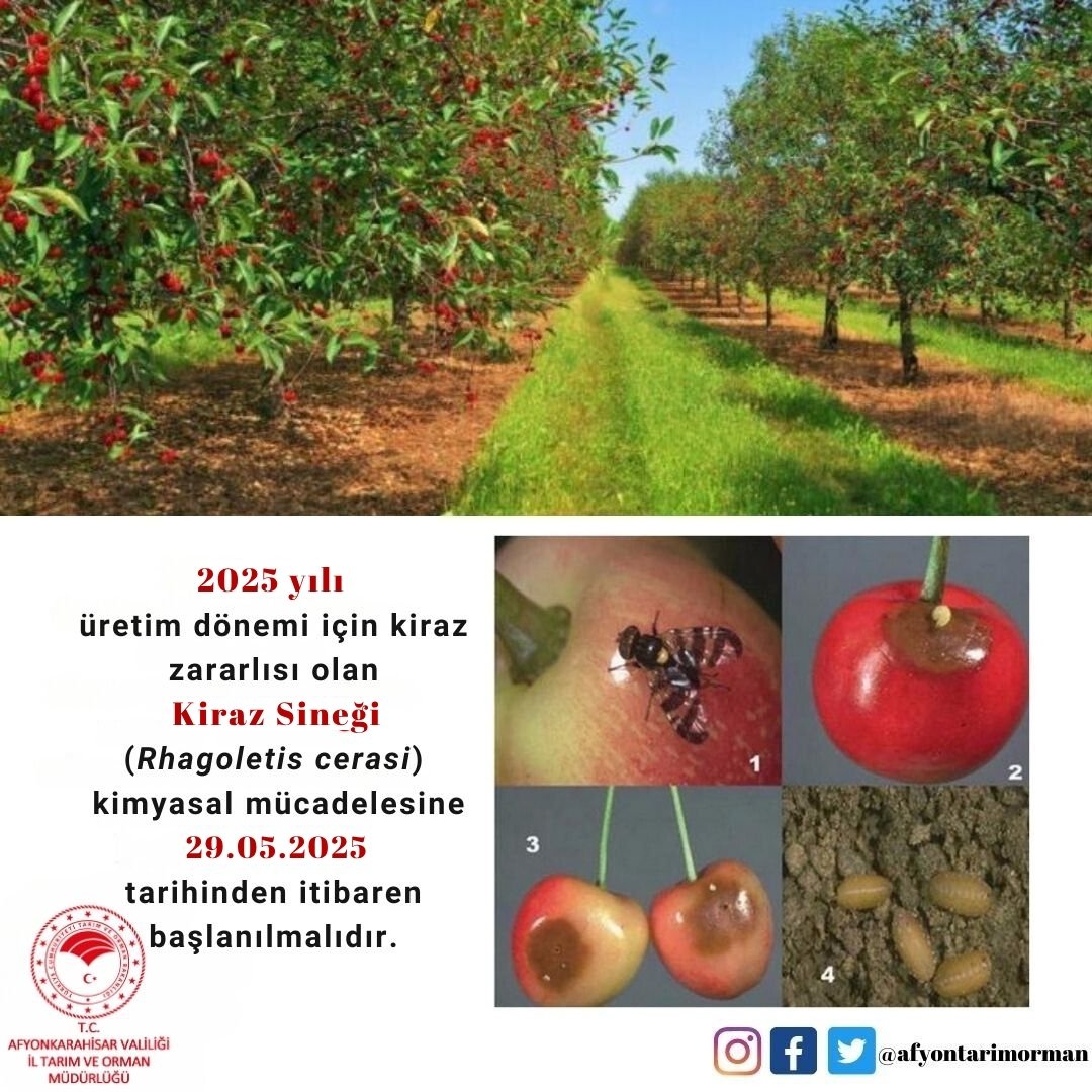 Afyonkarahisar'da Kiraz Sineği Mücadelesi 29 Mayıs'ta Başlıyor