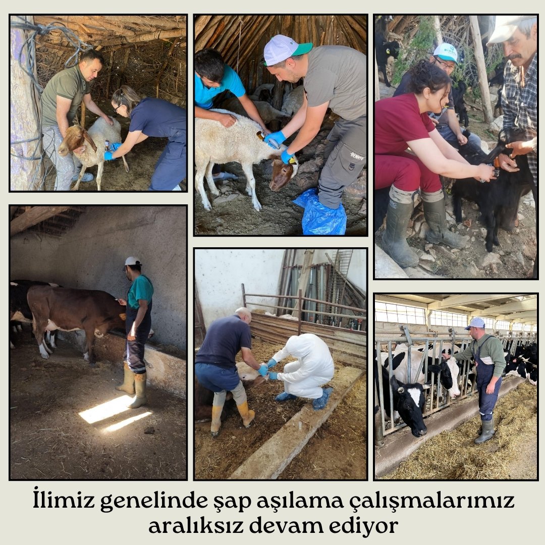 Afyonkarahisar'da Şap Hastalığı Aşılama Çalışmaları Sürüyor